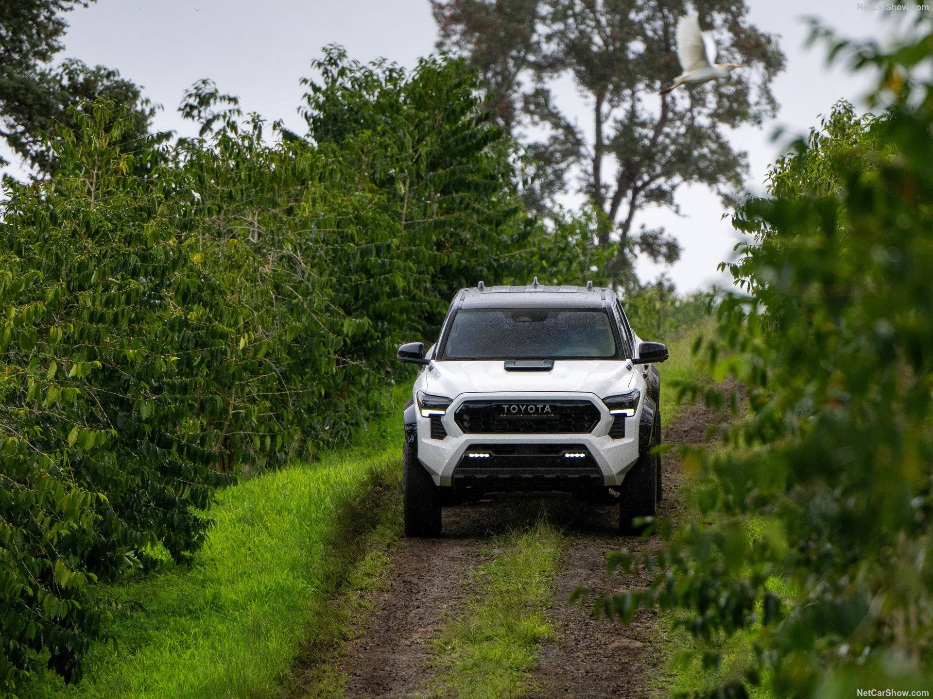 2024 Toyota Tacoma TRD Pro